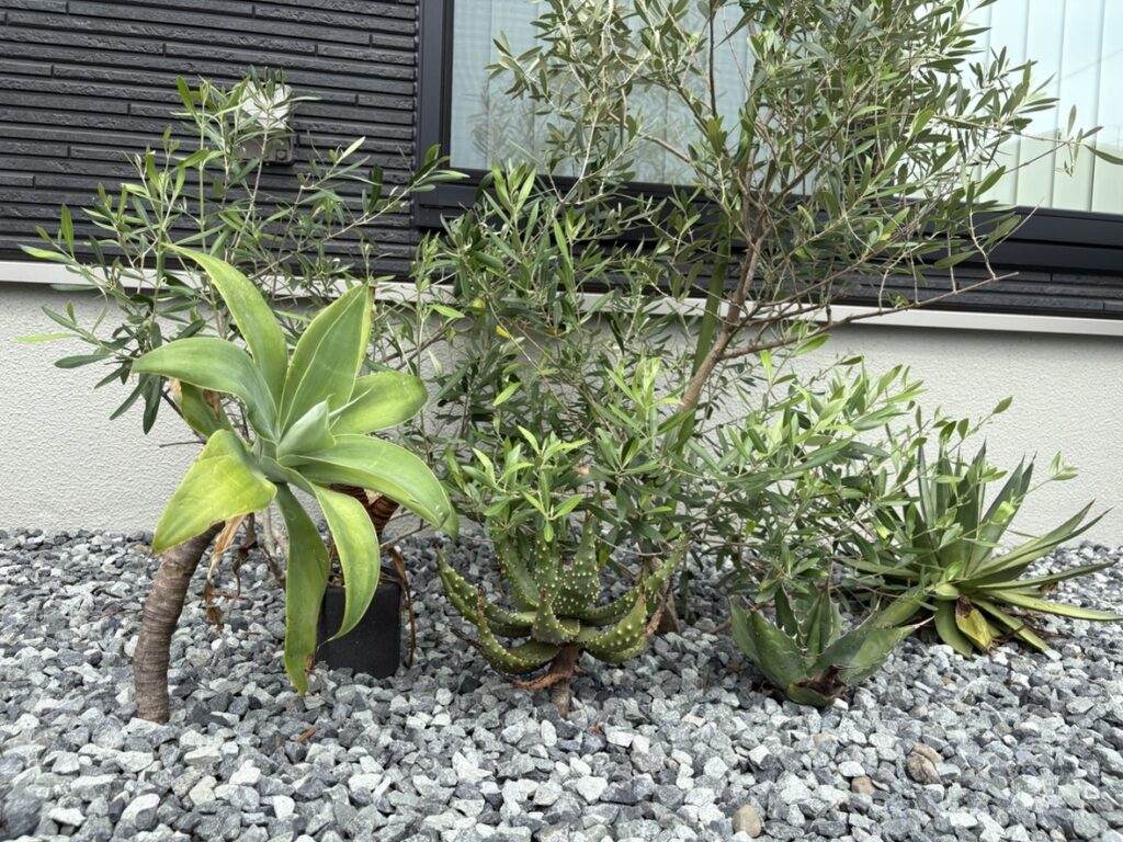 静岡市の新築外構事例。地植えしたオリーブとミモザが珍しく目を惹きます。