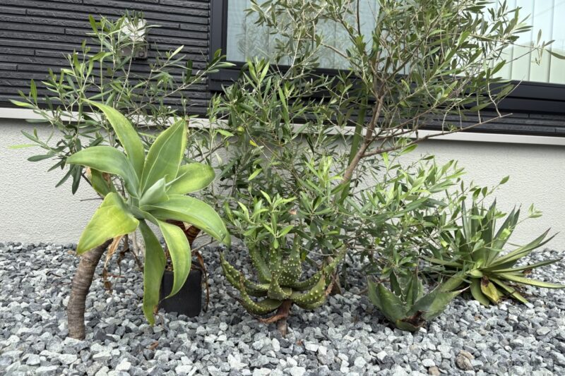 静岡市の新築外構事例。地植えしたオリーブとミモザが珍しく目を惹きます。